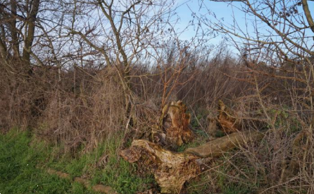 immagine annuncio 4 di 13