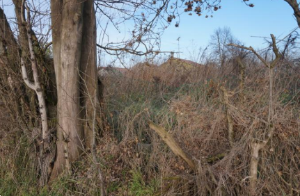 immagine annuncio 5 di 13