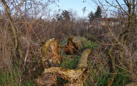 immagine annuncio 6 di 13