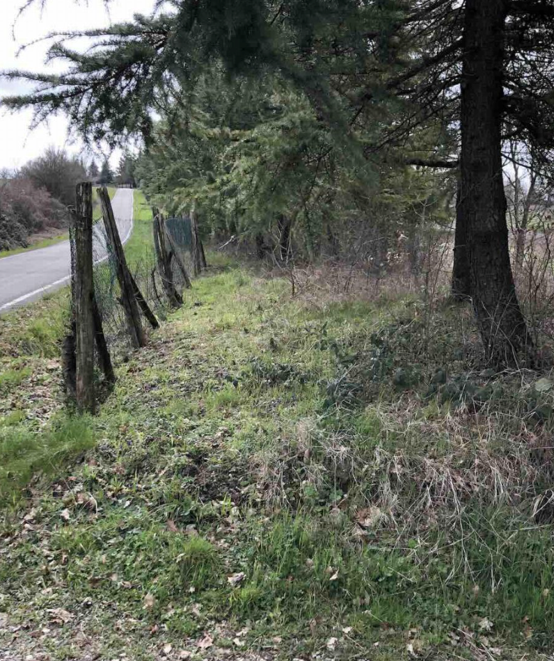 immagine annuncio 9 di 13