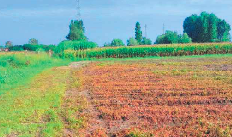 immagine annuncio 9 di 13