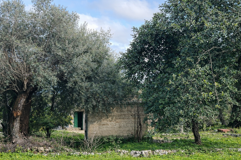 immagine annuncio 4 di 13