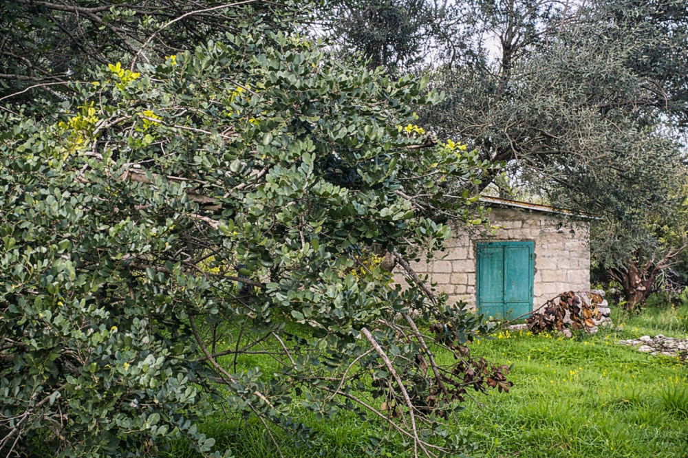 immagine annuncio 8 di 13