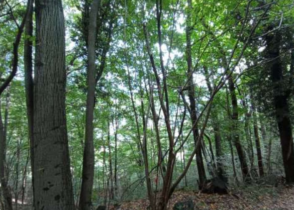 immagine annuncio 1 di 13