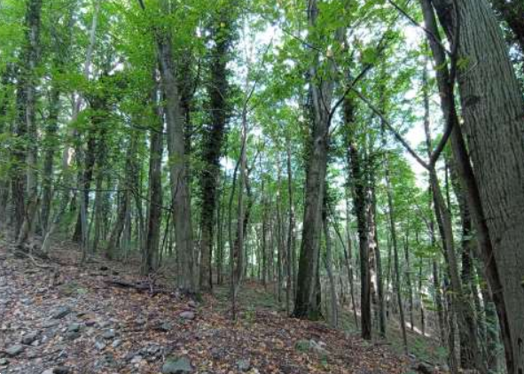 immagine annuncio 3 di 13