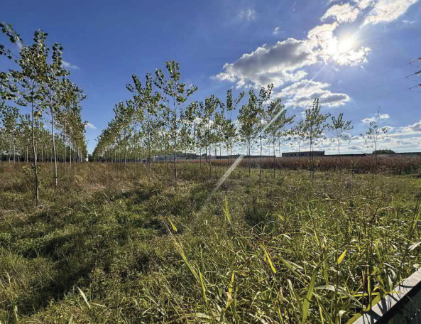 immagine annuncio 2 di 13