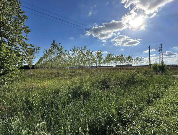 immagine annuncio 3 di 13