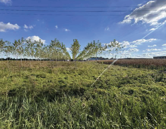 immagine annuncio 4 di 13