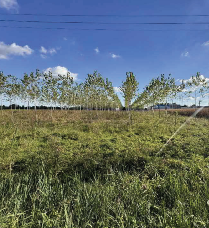 immagine annuncio 5 di 13