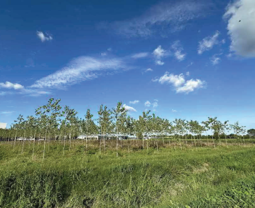 immagine annuncio 7 di 13