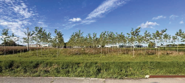 immagine annuncio 9 di 13