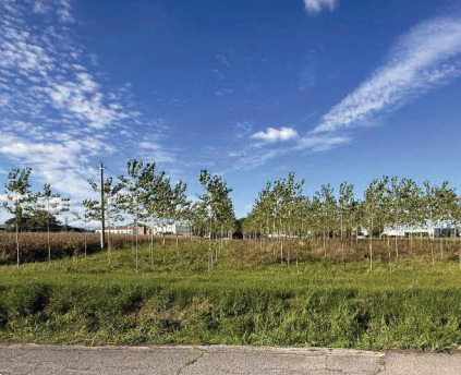 immagine annuncio 10 di 13