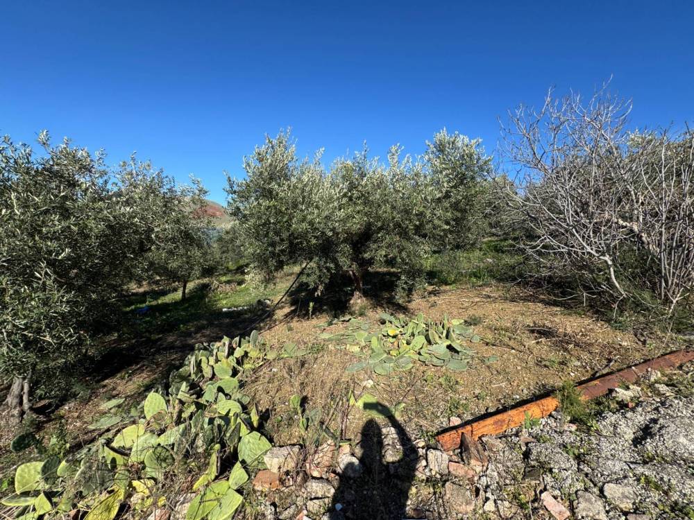 immagine annuncio 4 di 8