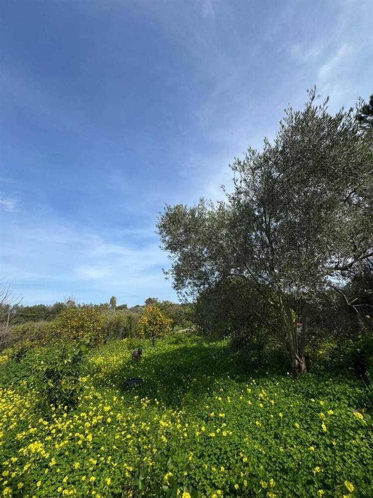 immagine annuncio 10 di 13