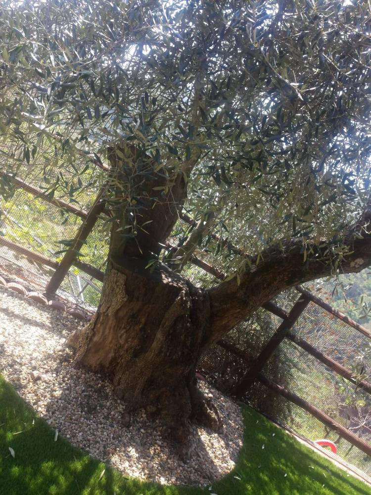 immagine annuncio 11 di 13