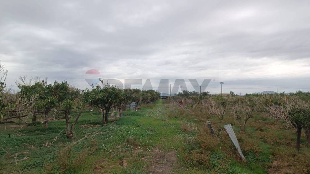 terreno agricolo in vendita a Belpasso