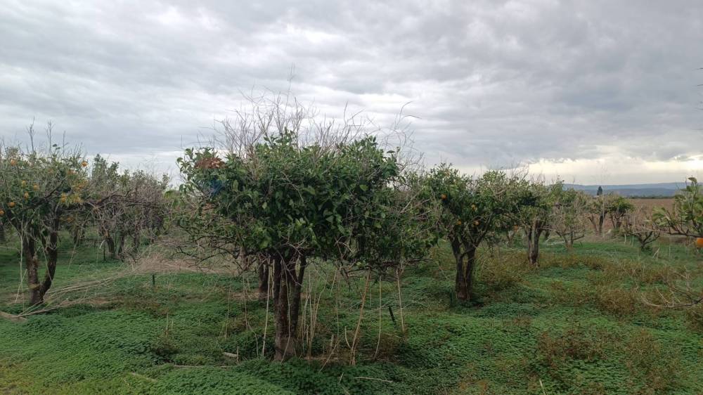 immagine annuncio 7 di 13