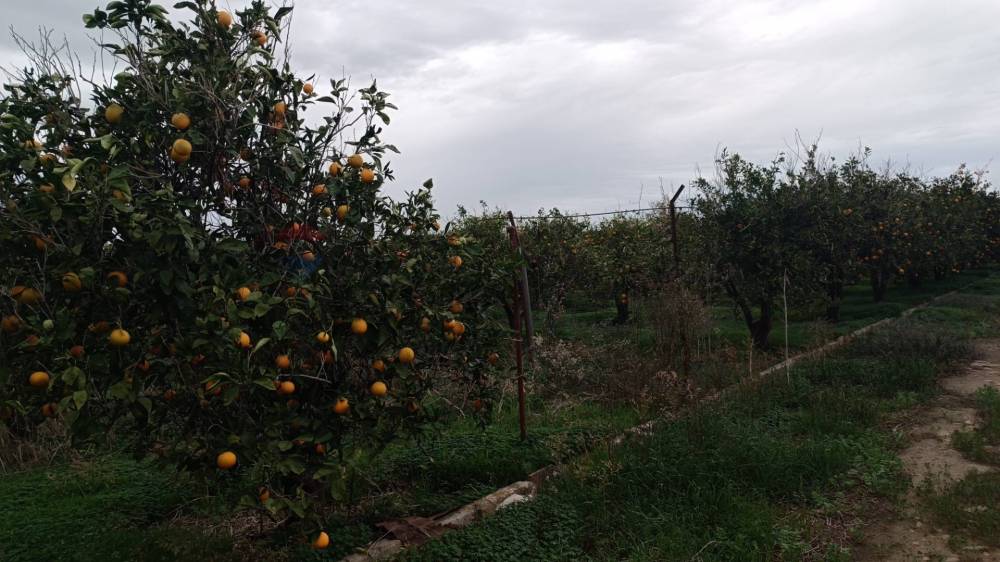 immagine annuncio 11 di 13