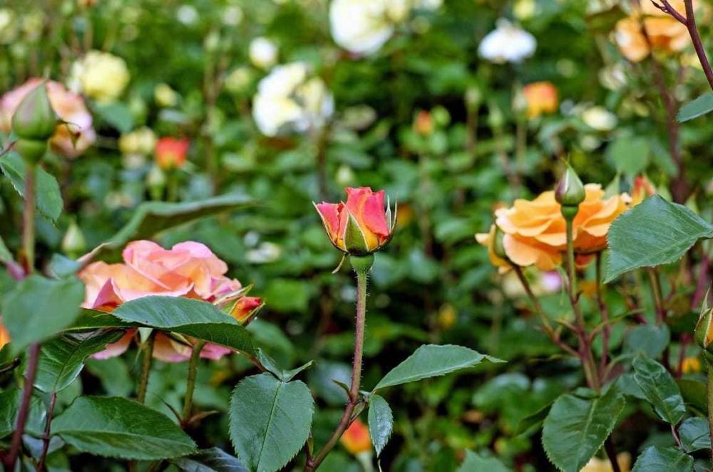 immagine annuncio 4 di 9