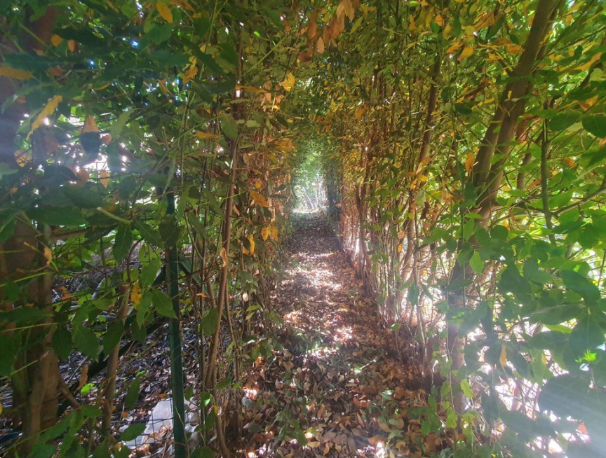 immagine annuncio 5 di 13