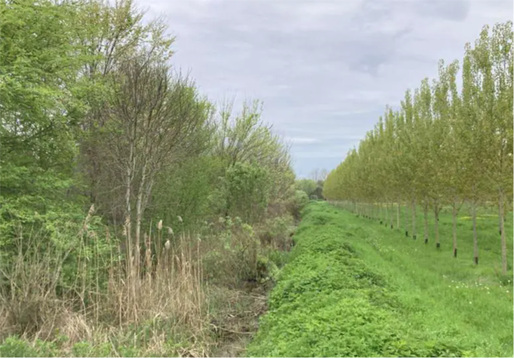 immagine annuncio 3 di 13