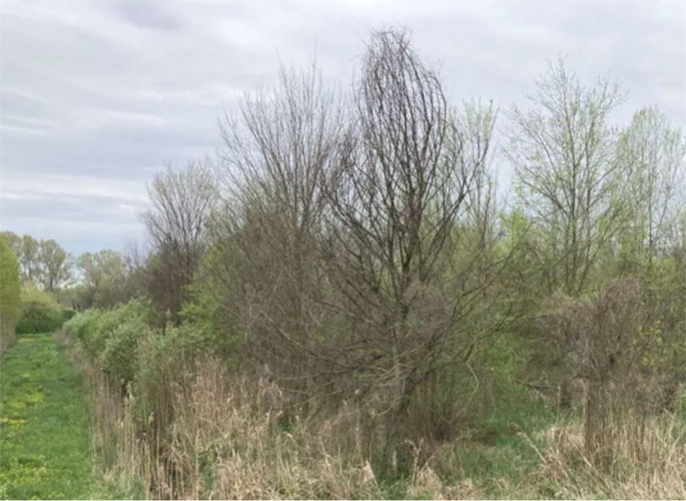 immagine annuncio 4 di 13