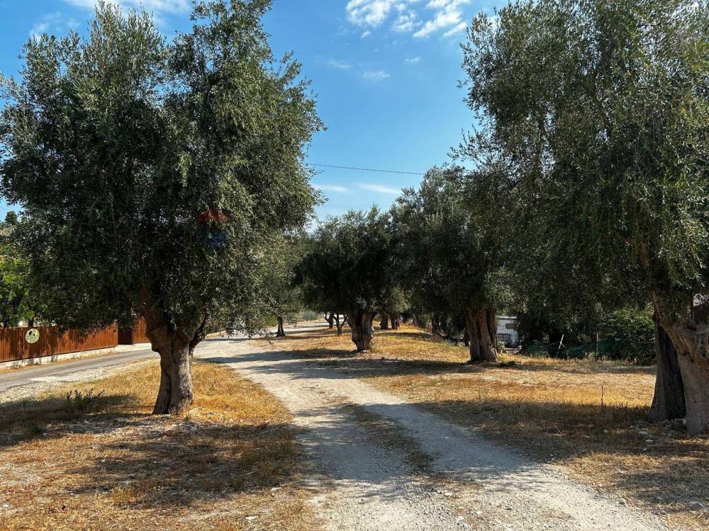 immagine annuncio 12 di 13