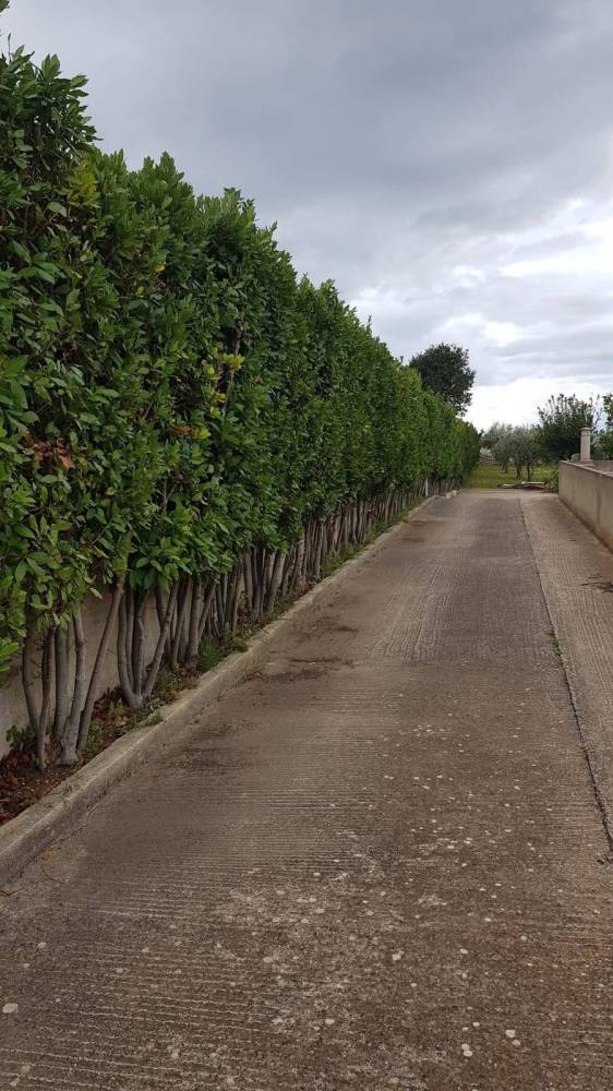 immagine annuncio 3 di 13