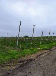 immagine annuncio 2 di 13