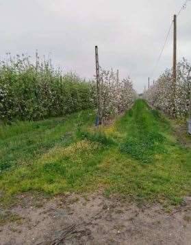 immagine annuncio 3 di 13