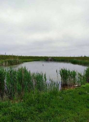 immagine annuncio 5 di 13