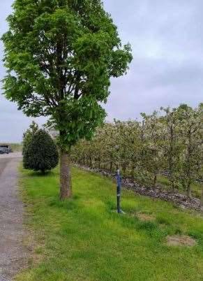 immagine annuncio 9 di 13