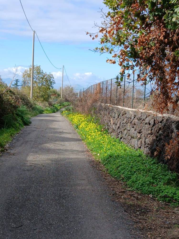 terreno agricolo in vendita a Belpasso