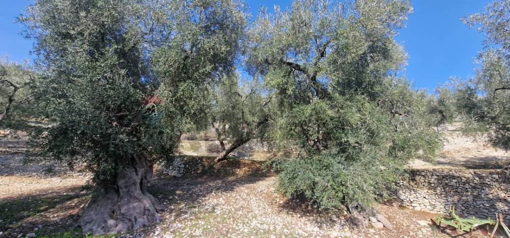 immagine annuncio 5 di 13