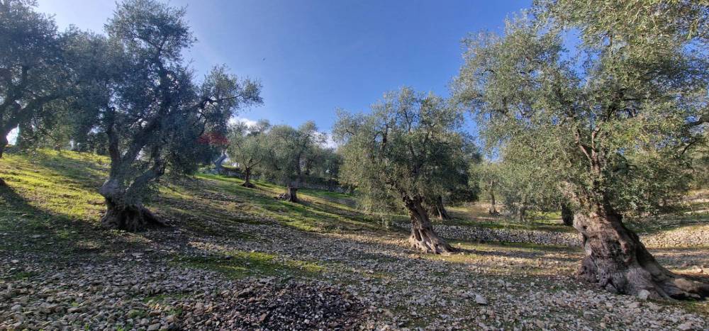 immagine annuncio 7 di 13