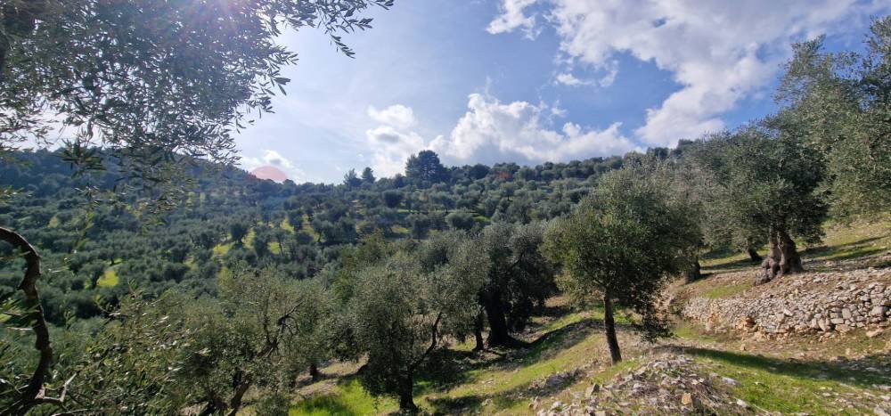 immagine annuncio 12 di 13