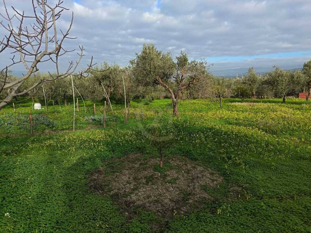 immagine annuncio 0 di 13