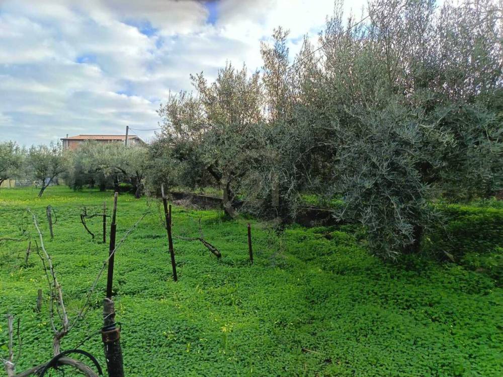 immagine annuncio 3 di 13