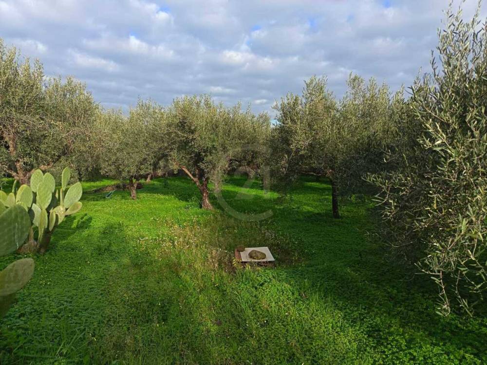 immagine annuncio 6 di 13