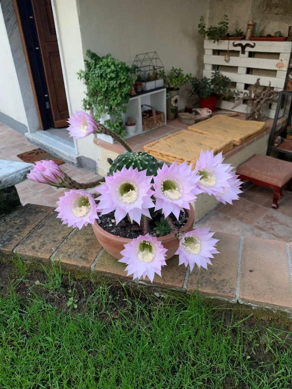 immagine annuncio 7 di 13