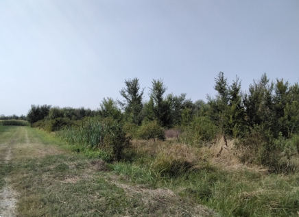 immagine annuncio 4 di 9