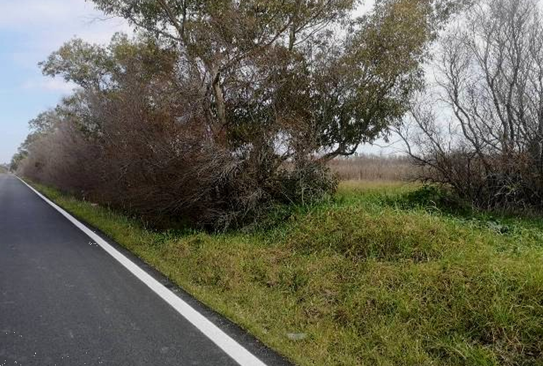 immagine annuncio 3 di 13