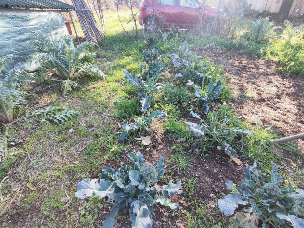 immagine annuncio 11 di 13