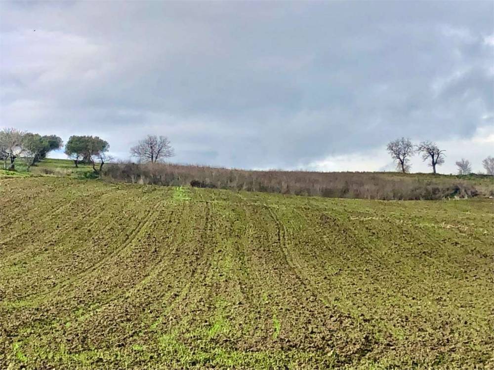 immagine annuncio 2 di 8