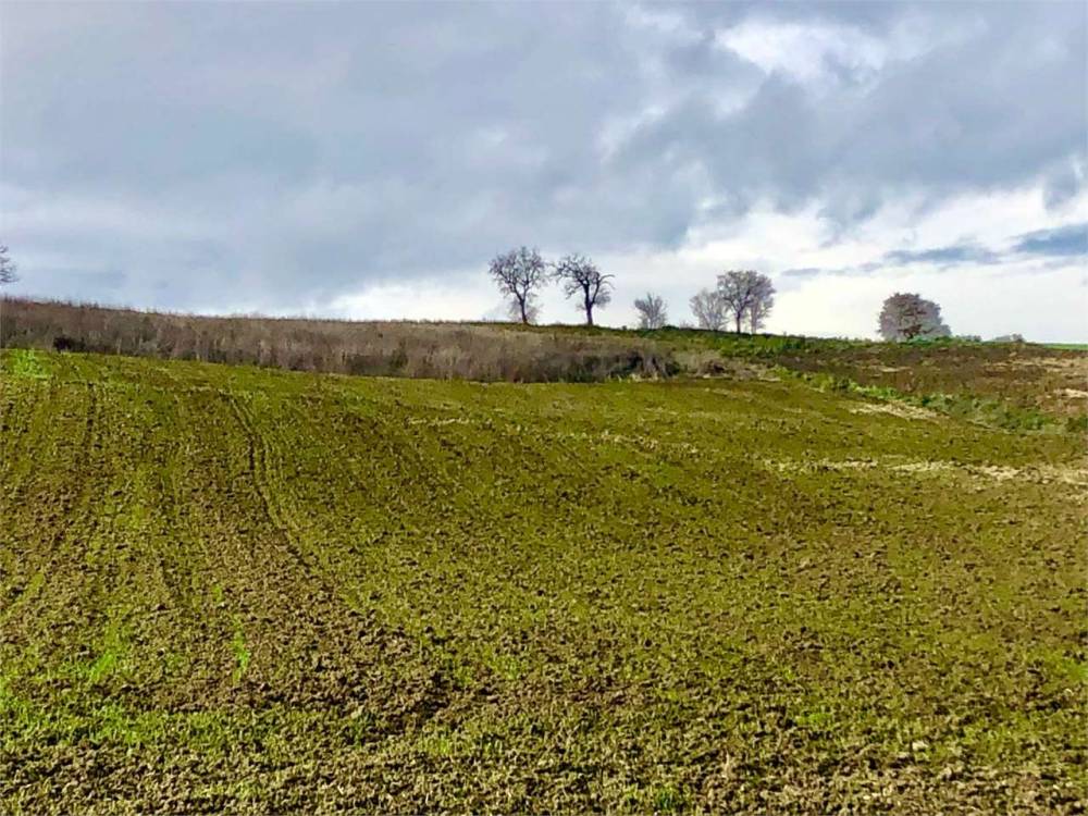 immagine annuncio 3 di 8