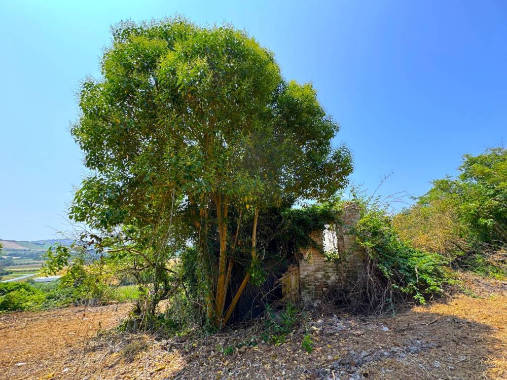 immagine annuncio 7 di 12