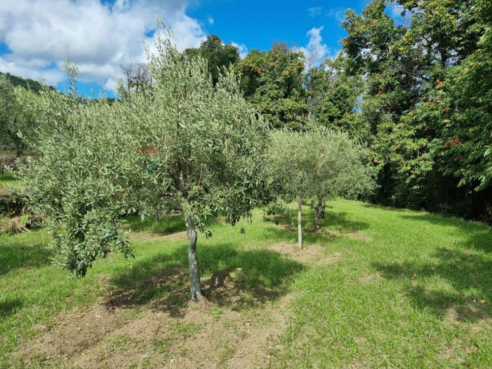 immagine annuncio 4 di 13