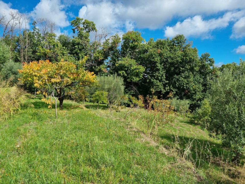 immagine annuncio 12 di 13