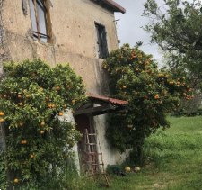 immagine annuncio 4 di 13