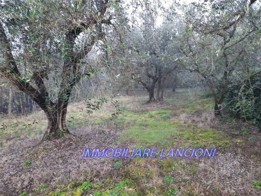 immagine annuncio 6 di 8